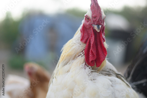 CHICKENS AT THE FARM