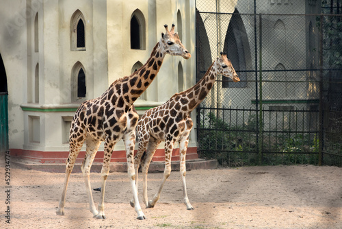 Giraffes (Giraffa camelopardalis) standing in their enclosure at Kolkata Zoological Garden, Alipore Zoo on a sunny day photo