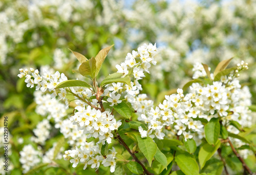 Beautiful Blooming bird cherry bush. Close-up of spring white flowers, abstract soft floral background.
