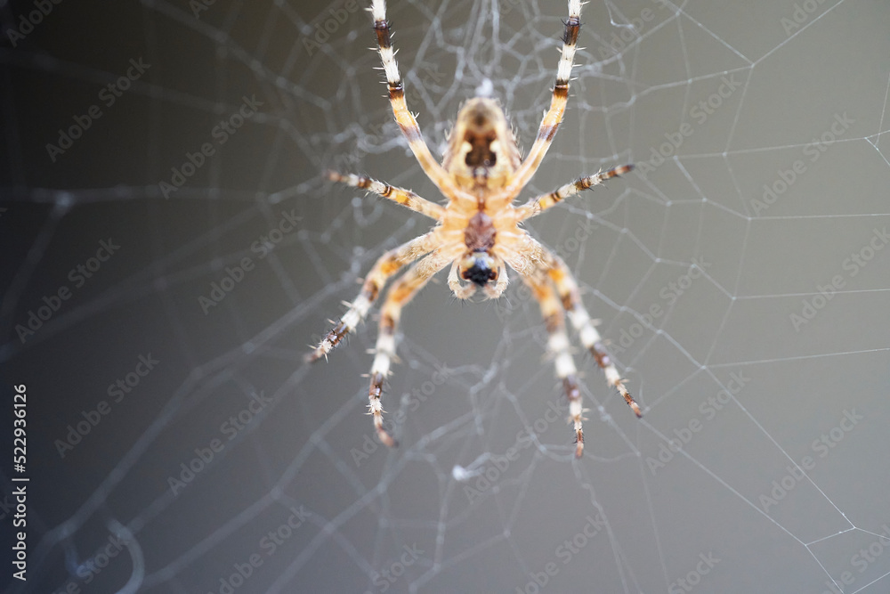 A spider with cross on the back sitting in its web A spider with cross on the back sitting in its web