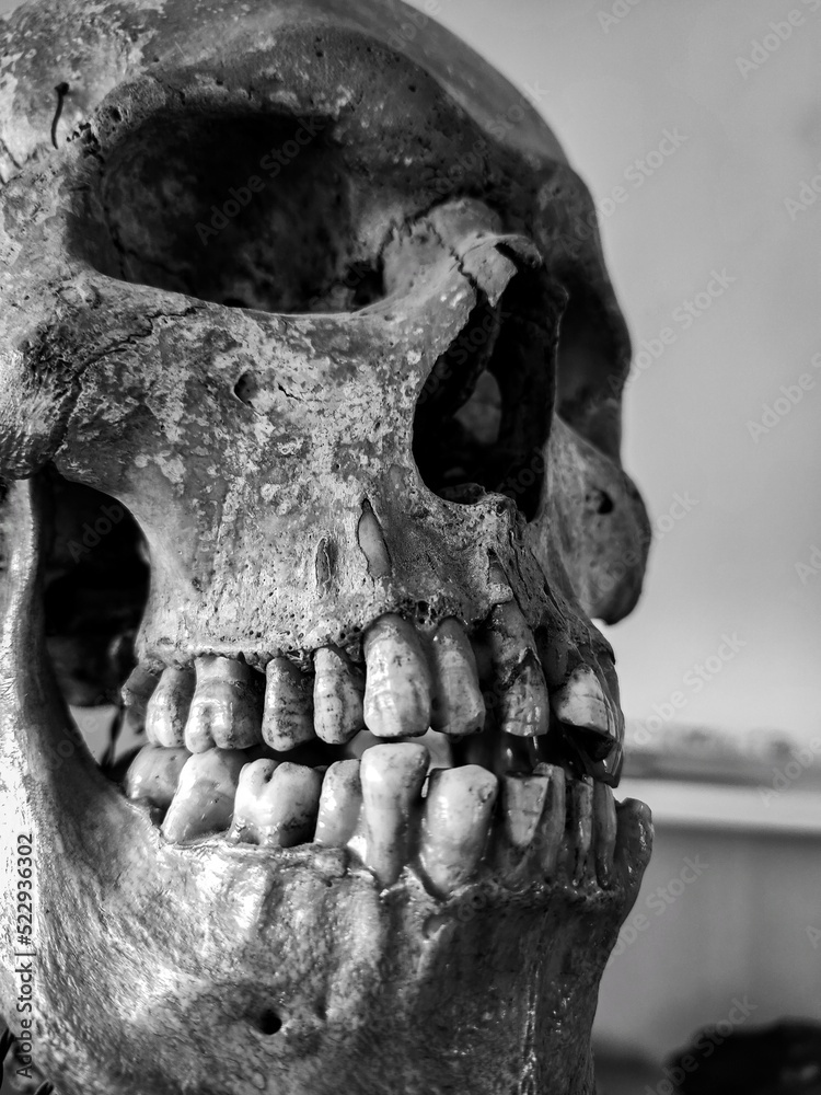 Spooky skull in black and white Spooky skull in black and white