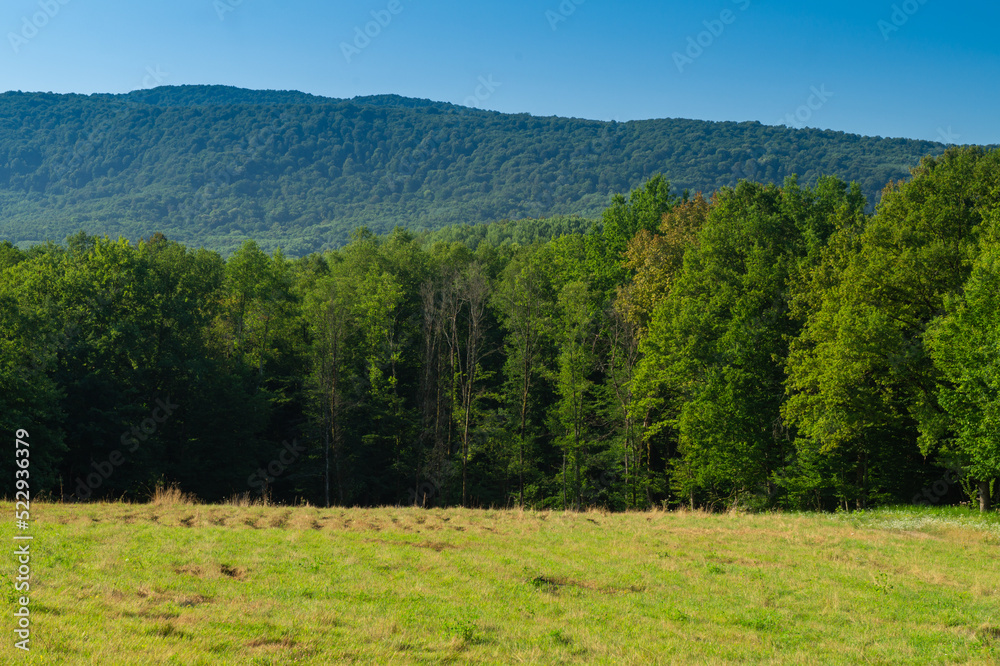Green meadow and forest under blue sky in summertime