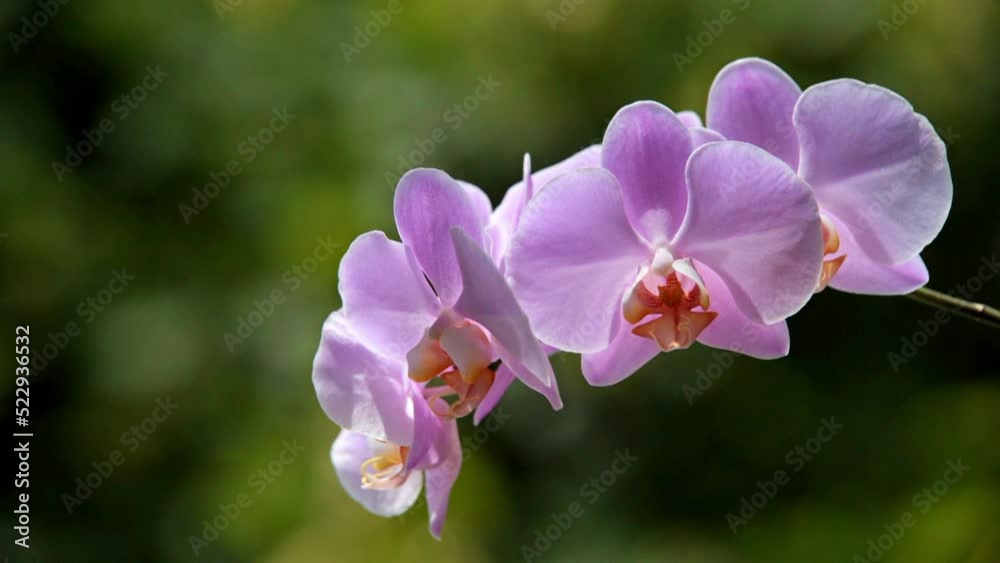 Purple Orchid branch on green natural background
Purple Orchid branch on green natural background