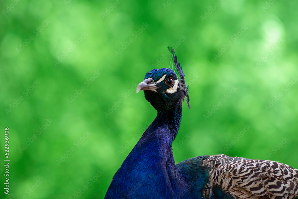 Naklejka premium Portrait of a bright peacock on a blurred background