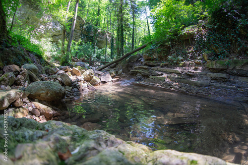 Creek in the foCreek in the forest in summertimerest in summertime