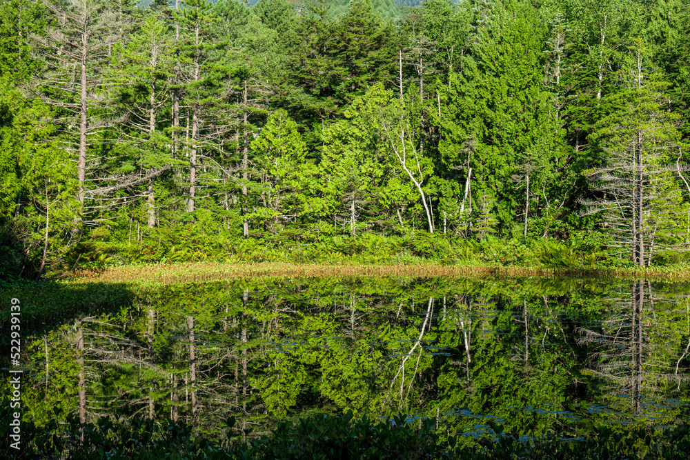 Fototapeta premium 夏の朝の乗鞍高原牛留池 8月