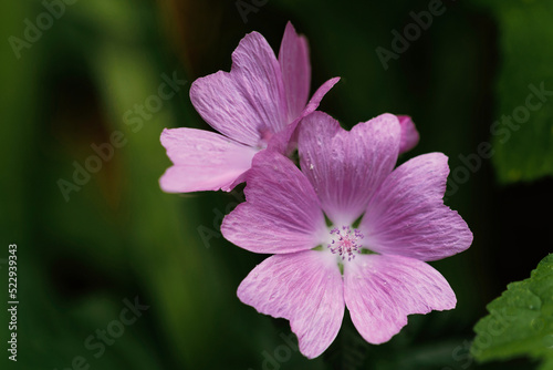 Wildflower 
