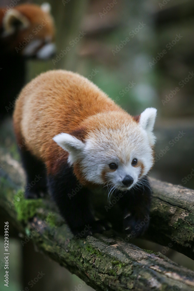 Panda roux dans le parc animalier de Sainte-Croix en Moselle Panda roux dans le parc animalier de Sainte-Croix en Moselle