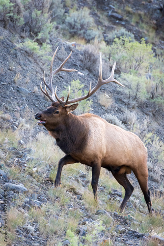 Elk or Wapiti, Cervus canadensis, walking through scrubland in Yellowstone