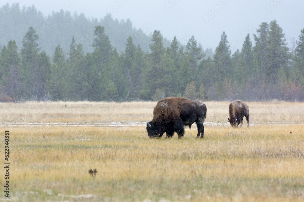 American Bison in Yellowstone National Park American Bison in Yellowstone National Park