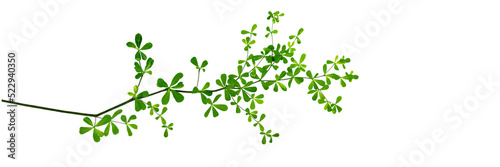 Tree branch with green leaves isolated on white background. graphics artwork design element.