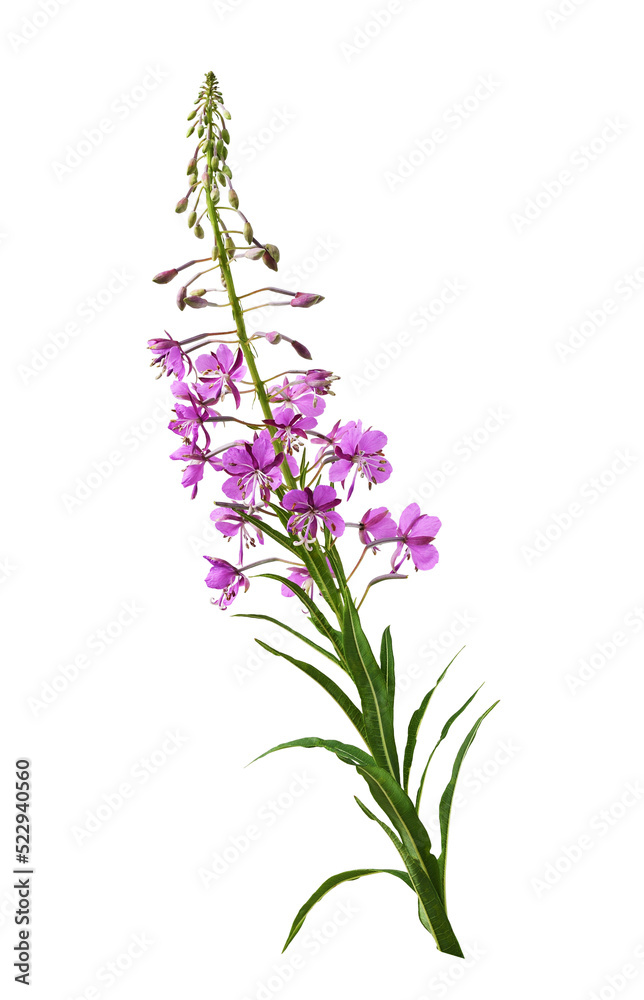 Pink epilobium flowers, buds and green leaves isolated Pink epilobium flowers, buds and green leaves isolated