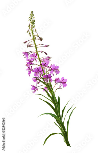 Pink epilobium flowers  buds and green leaves isolated