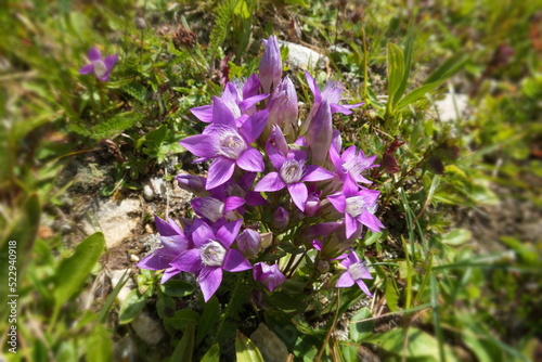 Deutscher Kranzenzian (Deutscher Fransenenzian, Gentianella germanica)