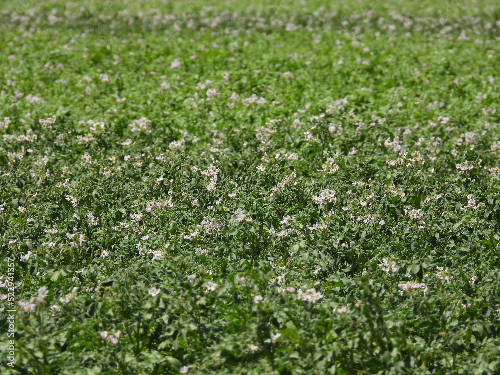 potato field in white blossom 