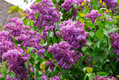 purple lilac shrub blossoms in spring. Beautiful floral nature wallpaper in the green garden