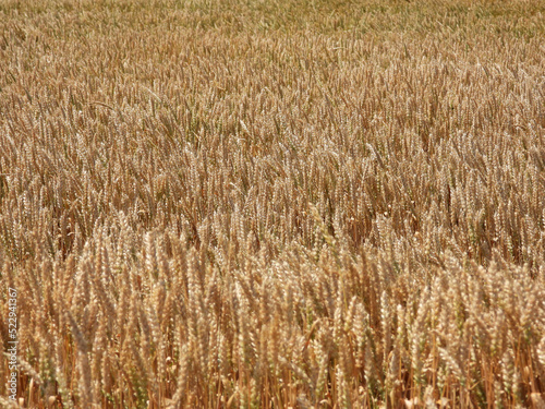 golden ripe wheat field in sunlight