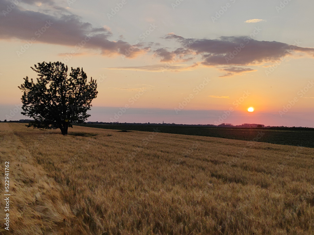 golden wheat field with sunset sky in the background golden wheat field with sunset sky in the background