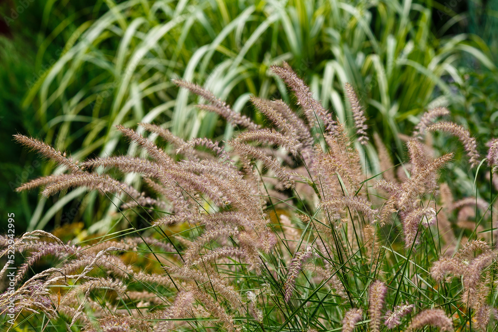 Pennisetum ( lat. Pennisetum ) is a genus of widespread herbaceous ...