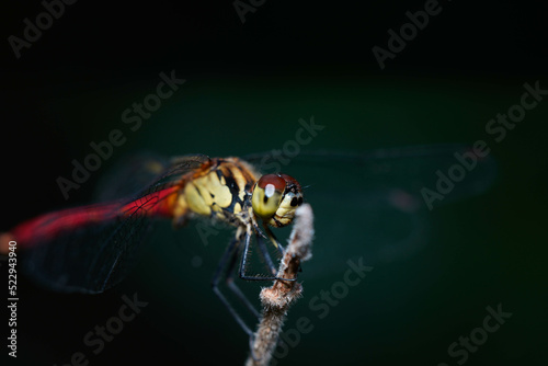 蜻蛉の接写 © Gottchin Nao