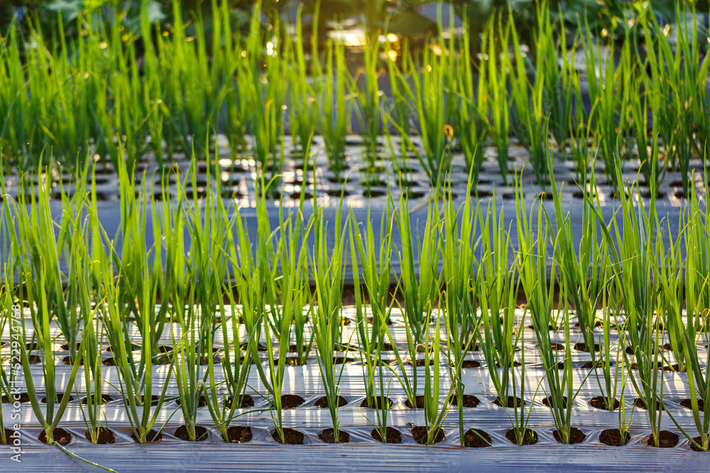 Obraz premium green spring onion plantation at sunset