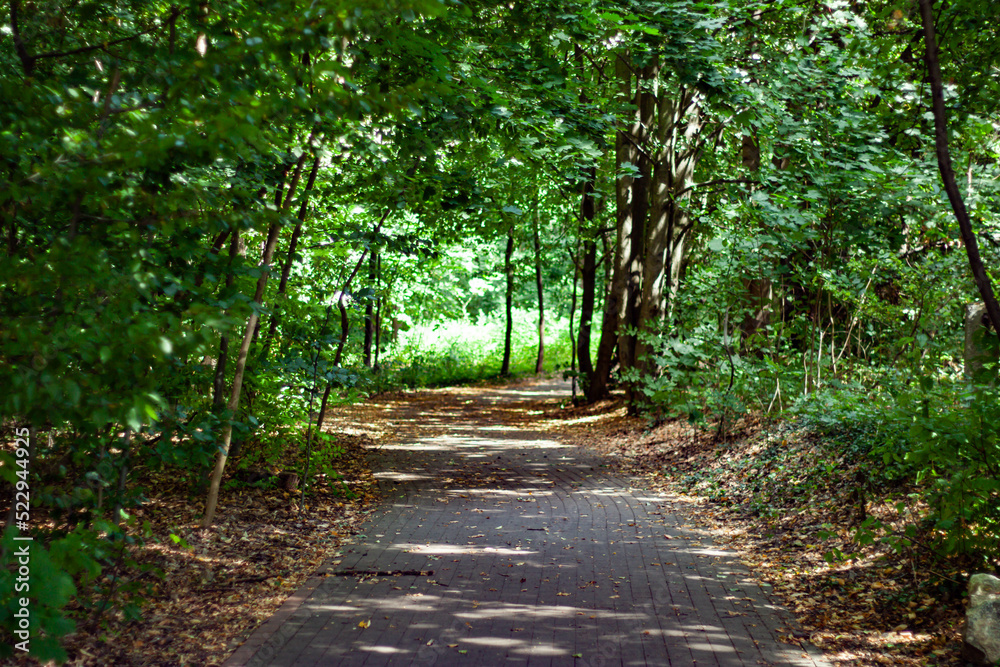 Obraz premium Aleja Cienista