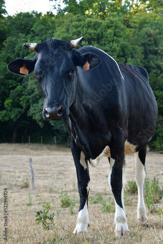 vache holstein