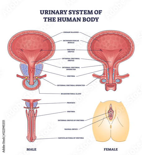 Urinary system of human body and gender structure differences outline diagram. Labeled educational scheme with bladder part explanation and detailed isolated female or male anatomy vector illustration photo