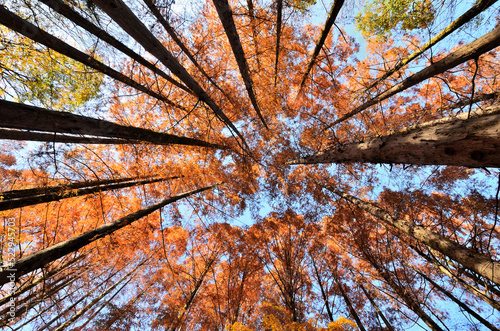 生田緑地メタセコイア林の秋の風景