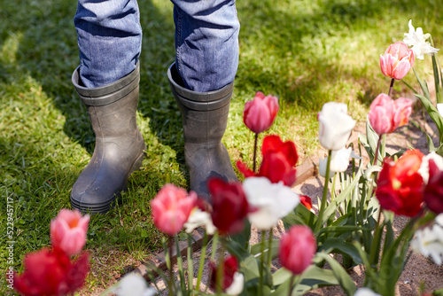 gardening and people concept - close up of man in rubber boots and tulip flowers at summer garden
