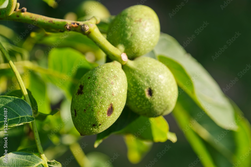 Closeup of unripe young green walnuts on a tree. Image with selective focus. Closeup of unripe young green walnuts on a tree. Image with selective focus.