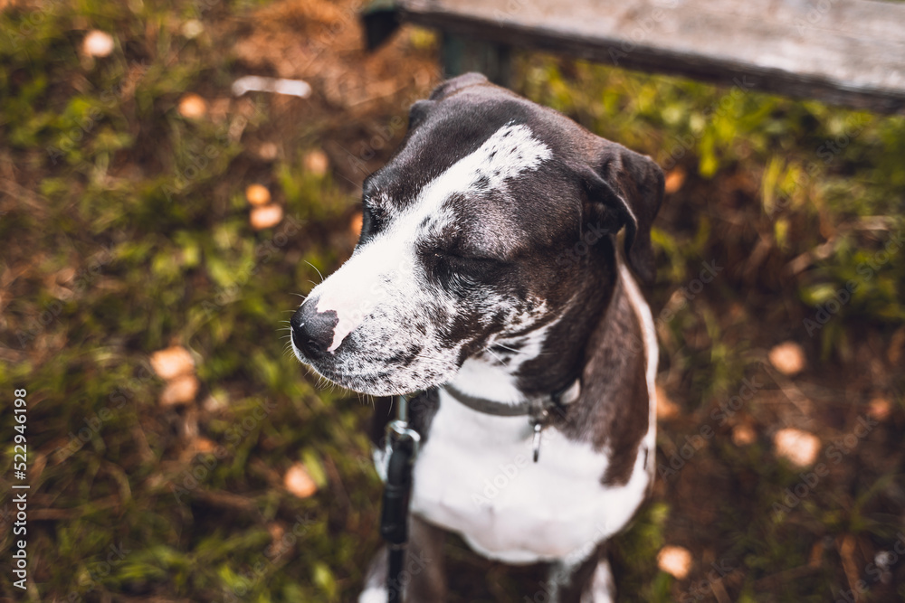 Pensive portrait of Louisiana leopard dog Pensive portrait of Louisiana leopard dog