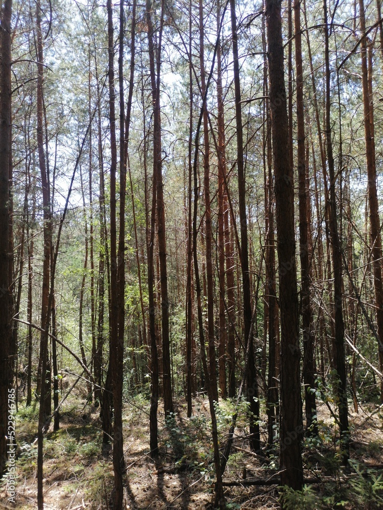 pine forest in autumn