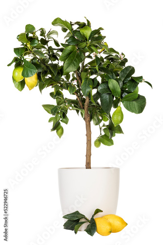 Billede på lærred Potted lemon tree and ripe fruits isolated with transparent background