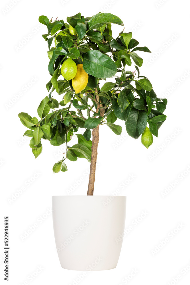 Potted lemon tree isolated with transparent background