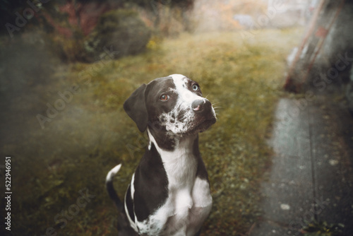 Portrait of the catahoula dog