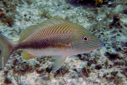 A White Grunt (Haemulon plumierii) in Cozumel, Mexico