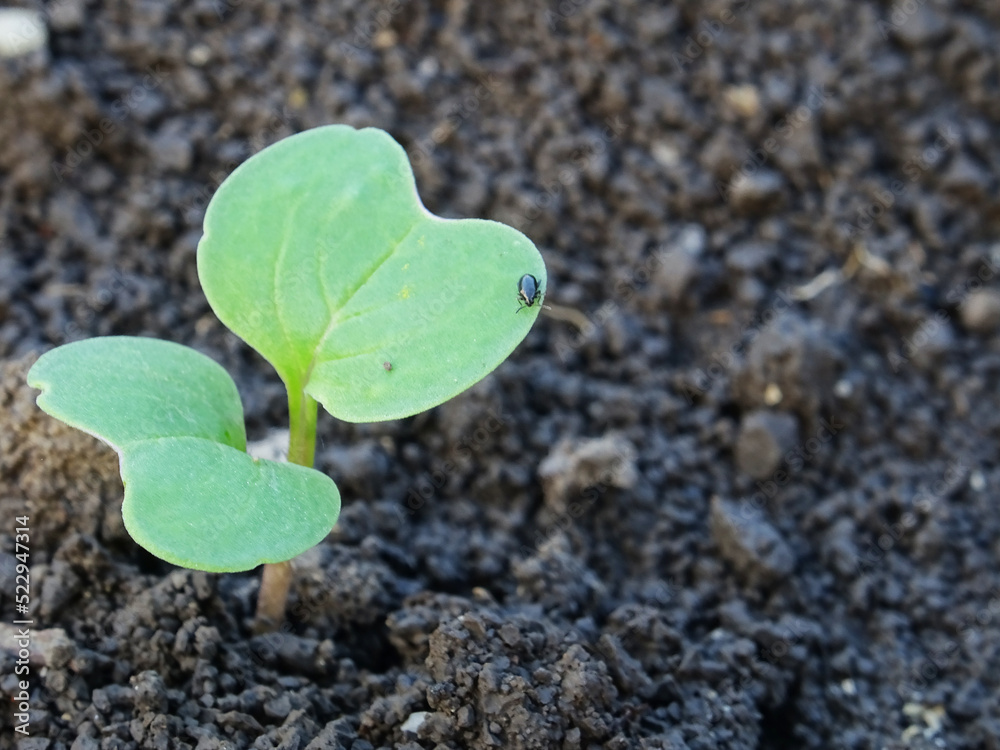 Cruciferous fleas on plants, loss of rapeseed crop Cruciferous fleas on plants, loss of rapeseed crop