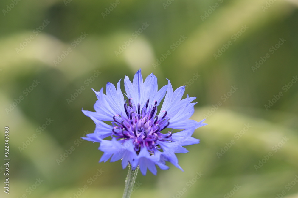 Obraz premium Blume