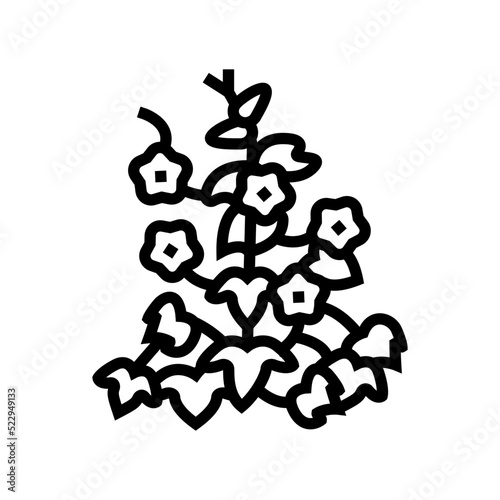 morning glory line icon vector. morning glory sign. isolated contour symbol black illustration photo