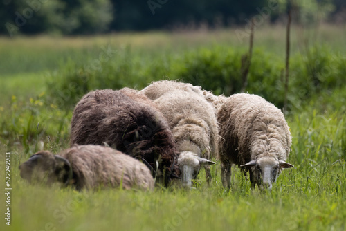 Quadro su tela Sheep in the pasture