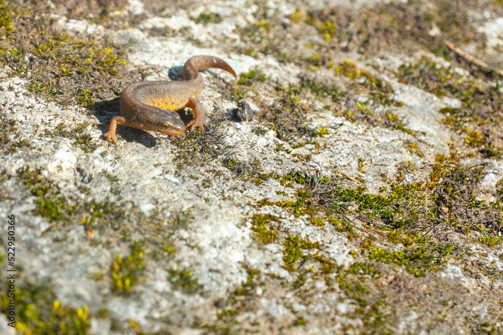 A beautiful brown lizard basks in the sun. Lies on a gray stone A beautiful brown lizard basks in the sun. Lies on a gray stone
