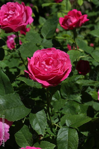 Fototapeta Naklejka Na Ścianę i Meble -  Pink rose (grade Ulrich Brunner Fils, Levet, 1881) in Moscow garden. Buds, inflorescence of flower closeup. Summer nature. Postcard with pink rose. Roses blooming. Pink flowers, rose blossom. Photo