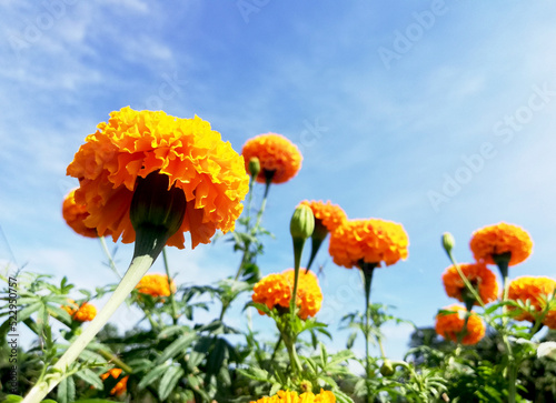Yellow flower in close up against blue sky
