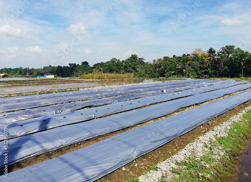 Fresh prepared field covered with black plastic bag