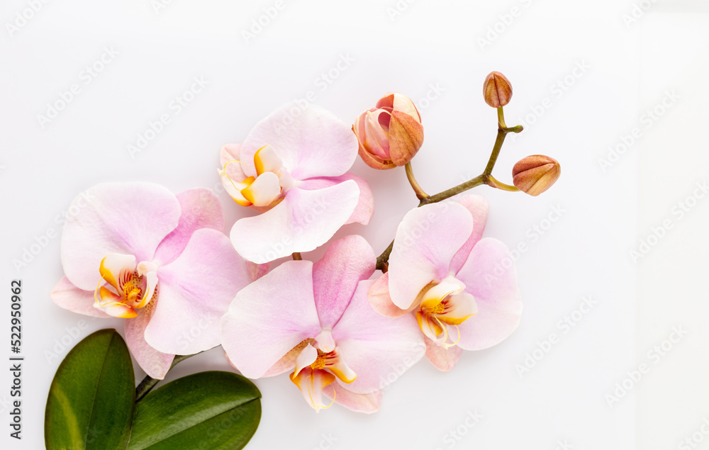 Fototapeta premium Pink spa orchid theme objects on pastel background.
