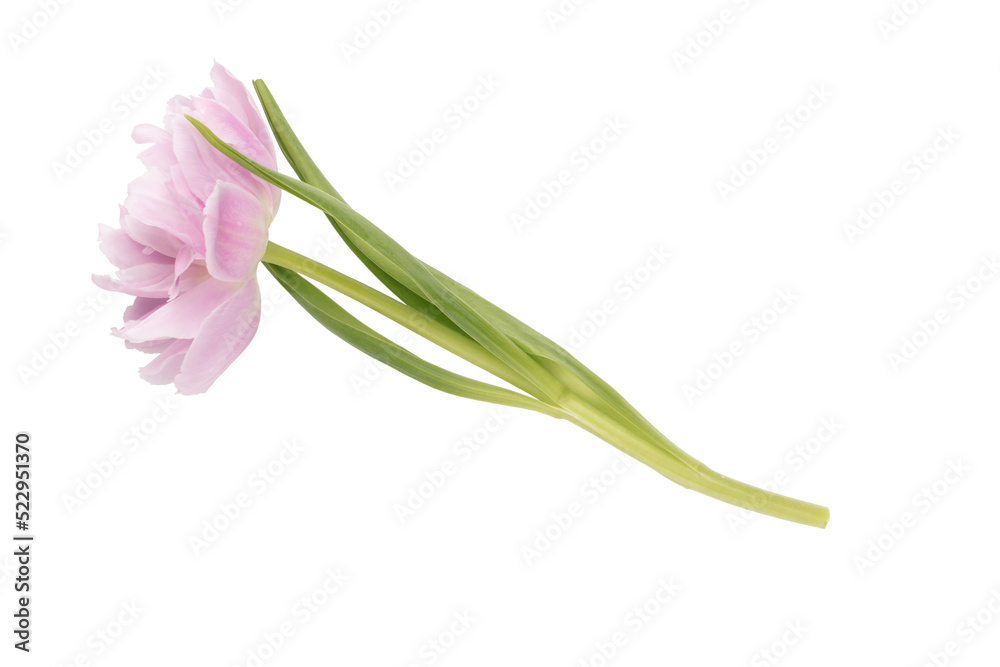 Fototapeta premium Pink tulip flower isolated on white background.