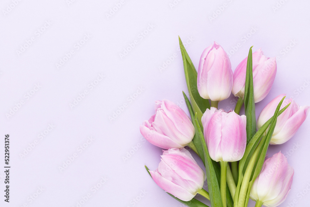 Lilac tulip flower on purple background.