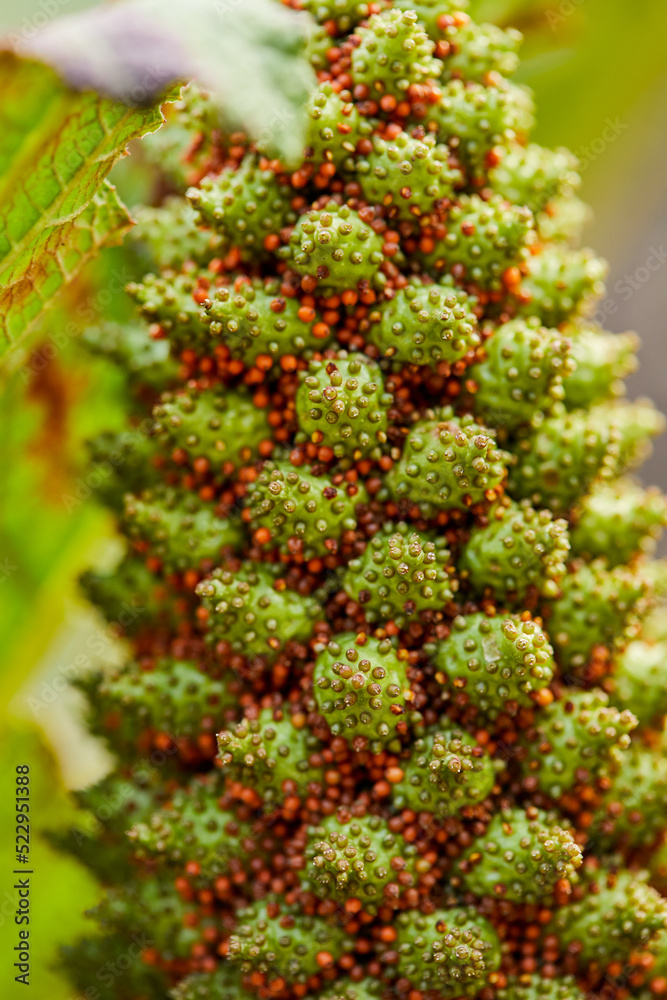 planta, fruto planta, fruto