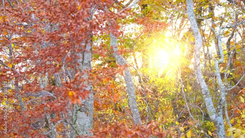 Beautiful view of yellow or red maple leaves blowing in wind in a forest at sunset in autumn or fall, Daisen Mountain in Tottori Prefecture in Japan, Nature or travel background Beautiful view of yellow or red maple leaves blowing in wind in a forest at sunset in autumn or fall, Daisen Mountain in Tottori Prefecture in Japan, Nature or travel background